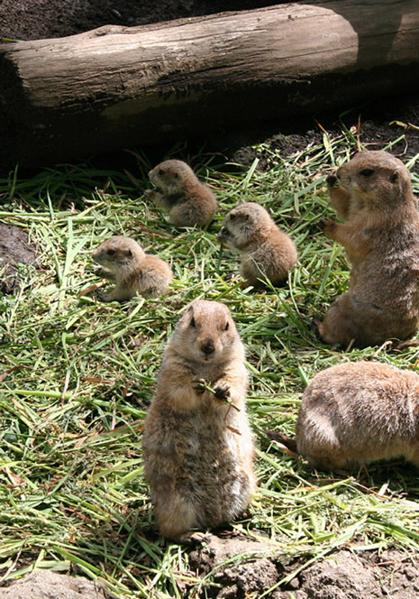 chien-de-prairie