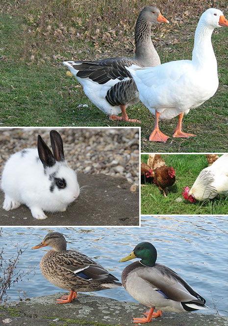 Les animaux de la ferme