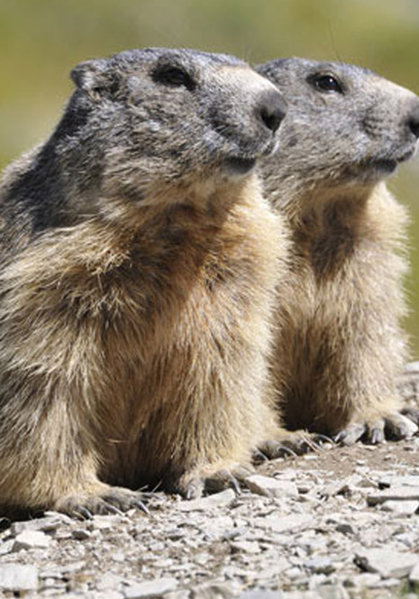 marmotte