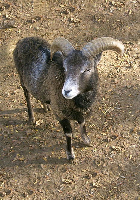 mouflon