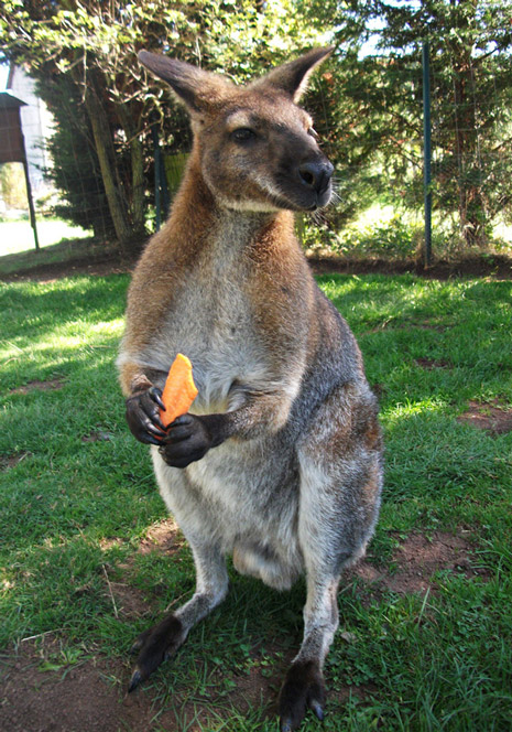 Le Wallaby